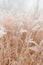 Abstract natural background of soft plants Cortaderia selloana. Frosted pampas grass on a blurry bokeh, Dry reeds boho