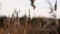 Abstract natural background of soft plants Cortaderia selloana, pampas grass moving in the wind.