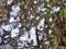 Abstract natural background of a white rock surface covered with lichen and moss.