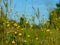 Abstract natural backgrounds for your design. Meadow yellow buttercups