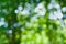 Abstract natural blur background, defocused leaves, green bokeh