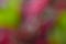 Abstract natural defocused background