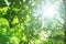 Abstract Natural green bright blurred with leaves of sunny summer forest background. Green bokeh element of design.
