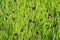 Abstract nature background. Cropped shot of beautiful grassland.