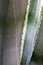 Abstract nature background, detail of a blue gray agave looking