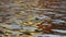 Abstract nature. Extreme closeup view of golden sunlight water reflection of house. Shark catfish swim.