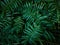 Abstract nature green leaves bush pattern in dark color tone.