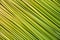 Abstract Nature green stripe texture background with papyrus plant