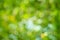 Abstract nature green and yellow background.