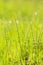 Abstract nature green yellow background. Spring summer meadow grass, horsetail and plants with bokeh