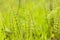Abstract nature green yellow background. Spring summer meadow grass, horsetail and plants with bokeh