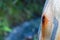 Abstract nature path flanked by eucalyptus tree trunk