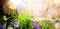 Abstract nature spring Background; spring flower and butterfly