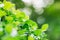 Abstract nature view of green plants, freshness of green leaves