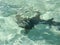 Abstract nurse sharks