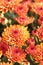 Abstract of Orange Chrysanthemums with Blurred Background