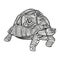 Abstract Ornamental Turtle