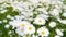 Abstract out of focus image of blossoming chamomile flowers on meadow in park