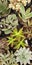 Abstract Overhead of Various Succulent Plants At Nursery