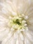 Abstract Painterly White Chrysanthemum Flowerscape