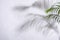 Abstract palm leaf and shadow reflection on white background