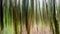 Abstract panning view of forest in springtime green