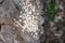 Abstract part of wooden stump and sawdust