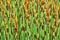 An abstract pattern created by the vertical stems of a stand of black and green striped reeds, stems in the foreground in focus