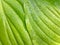 Abstract pattern of fresh tender green Hosta leaves after the rain showing graceful lines. Green life concept. Top view.