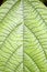 Abstract pattern, graceful lines on fresh green leaf. Green life concept. Top view. Close-up. Vertical photo.