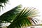 Abstract Pattern by Green Palm Tree Leaves - Close Up - Natural Background