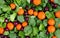 Abstract pattern of mandarins and berries in green leaves on a gray background
