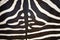 Abstract pattern on a zebra hide