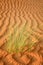 Abstract patterns in the dunes of Arabian desert