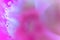 Abstract petal image with delicate pink flowers and soft blur for background