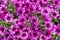 Abstract Petunia flowers in the garden