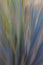Abstract photo of Aloe Vera with motion blur, creates a soft background with pastel colors