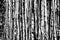 Abstract photo of dense birch trunks in hard black and white contrast