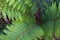 Abstract photo of a fern tree with selective blur