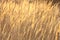 Abstract photo of golden sedge