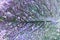 Abstract photo of purple and green holey leaves.