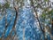 Abstract photo of shadows of trees on an empty blue billboard