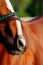 An abstract photo of the Thoroughbred racing horse