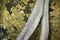 Abstract photo of a tree root forking over a background of golden lichen covering a boulder in Sydney Australia.