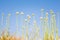 Abstract photo of unusual looking plant stems round tops. Maltese countryside vegetation flora and fauna