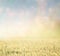 Abstract photo of wheat field and bright bokeh lights.