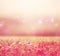 Abstract photo of wild flower field and bright bokeh lights