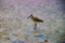 Abstract Photos of Shorebirds on Floridaâ€™s Sugar Sand Beaches
