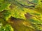 Abstract picture with bright green aquatic plants in a bog