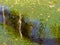 Abstract picture with bright green aquatic plants in a bog